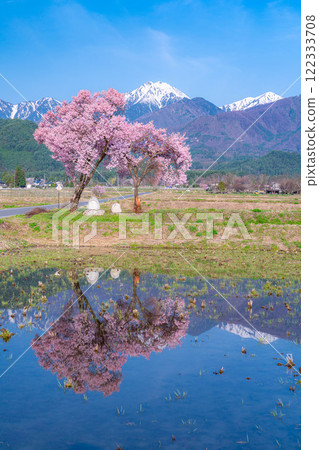 [櫻花材料]安曇野市春天的景色、常年道祖神的櫻花[長野縣] 122333708