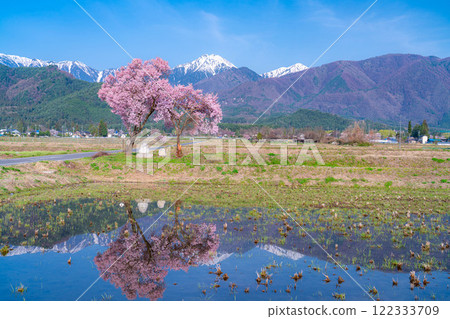 [Cherry Blossoms] Azumino City's spring scenery - Cherry blossoms at Jonen Dosojin Shrine [Nagano Prefecture] 122333709