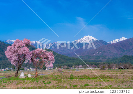 [Cherry Blossoms] Azumino City's spring scenery - Cherry blossoms at Jonen Dosojin Shrine [Nagano Prefecture] 122333712