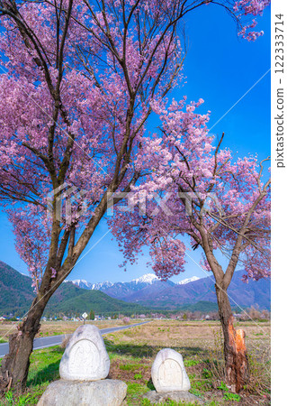[Cherry Blossoms] Azumino City's spring scenery - Cherry blossoms at Jonen Dosojin Shrine [Nagano Prefecture] 122333714