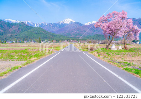 [Cherry Blossoms] Azumino City's spring scenery - Cherry blossoms at Jonen Dosojin Shrine [Nagano Prefecture] 122333725