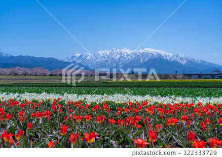 [Spring Scenery] Asahifuna River, Spring Quartet [Toyama Prefecture] 122333729