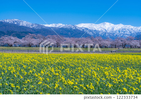 [Spring Scenery] Asahifuna River, Spring Quartet [Toyama Prefecture] 122333734