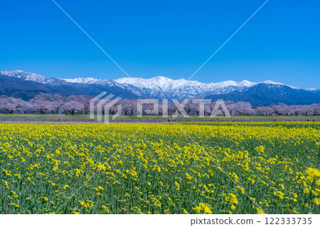 [Spring Scenery] Asahifuna River, Spring Quartet [Toyama Prefecture] 122333735