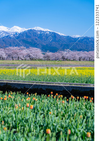 [Spring Scenery] Asahifuna River, Spring Quartet [Toyama Prefecture] 122333741