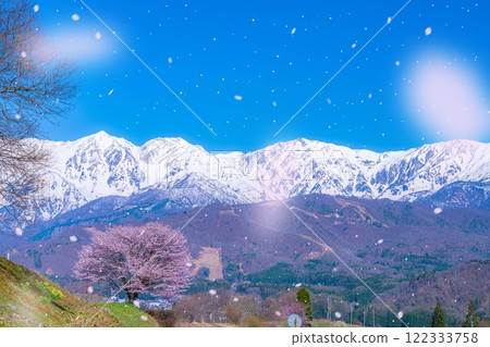 [櫻花暴風雪素材]野平地區的一棵櫻花樹和白雪皚皚的北阿爾卑斯山[長野縣] 122333758