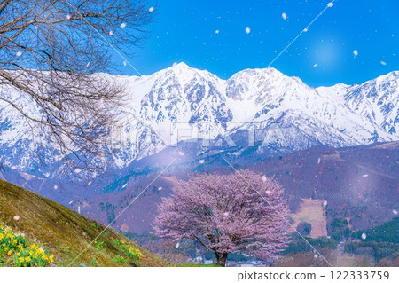 [櫻花暴風雪素材]野平地區的一棵櫻花樹和白雪皚皚的北阿爾卑斯山[長野縣] 122333759