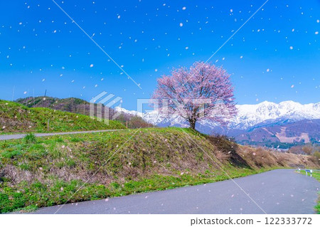 [櫻花暴風雪素材]野平地區的一棵櫻花樹和白雪皚皚的北阿爾卑斯山[長野縣] 122333772