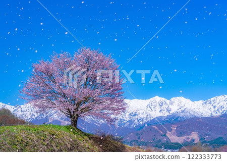 [櫻花暴風雪素材]野平地區的一棵櫻花樹和白雪皚皚的北阿爾卑斯山[長野縣] 122333773