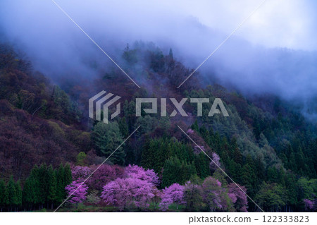 [Cherry Blossom Material] Oyamazakura of Lake Nakatsuna in the fog [Nagano Prefecture] 122333823