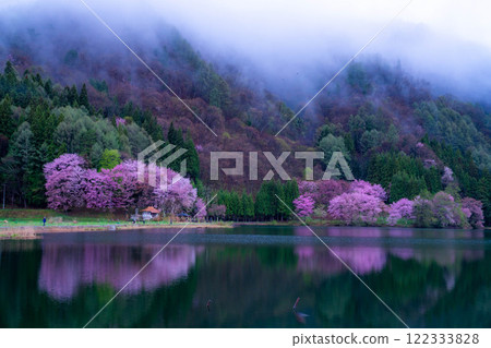 [Cherry Blossom Material] Oyamazakura of Lake Nakatsuna in the fog [Nagano Prefecture] 122333828