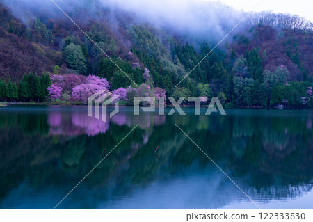 [Cherry Blossom Material] Oyamazakura of Lake Nakatsuna in the fog [Nagano Prefecture] 122333830