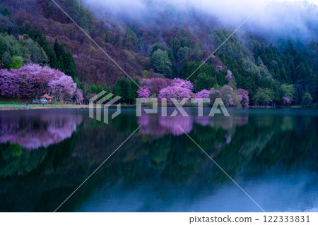 [Cherry Blossom Material] Oyamazakura of Lake Nakatsuna in the fog [Nagano Prefecture] 122333831