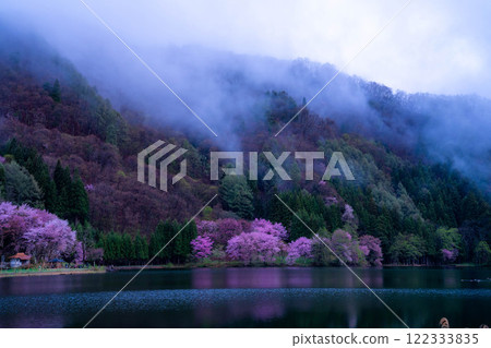 [Cherry Blossom Material] Oyamazakura of Lake Nakatsuna in the fog [Nagano Prefecture] 122333835