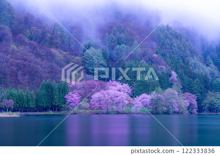 [Cherry Blossom Material] Oyamazakura of Lake Nakatsuna in the fog [Nagano Prefecture] 122333836