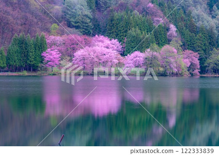 [Cherry Blossom Material] Oyamazakura of Lake Nakatsuna in the fog [Nagano Prefecture] 122333839