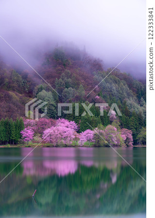 [Cherry Blossom Material] Oyamazakura of Lake Nakatsuna in the fog [Nagano Prefecture] 122333841