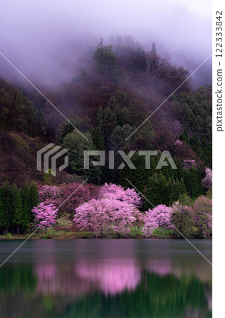 [Cherry Blossom Material] Oyamazakura of Lake Nakatsuna in the fog [Nagano Prefecture] 122333842