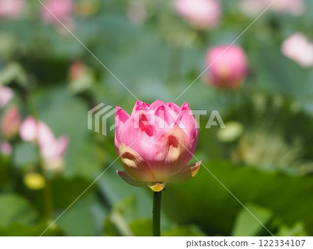 蓮花花紅色花蕾 122334107