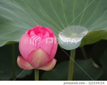 lotus pink bud 122334114