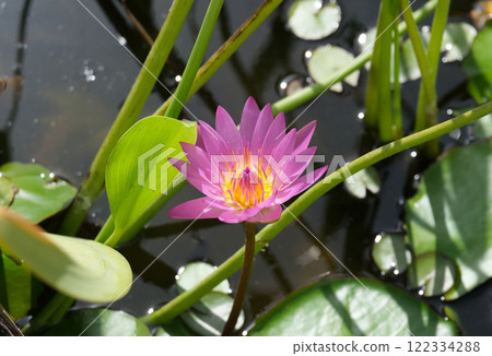 Blooming nymphea closeup (Lat. - nymphaea) 122334288