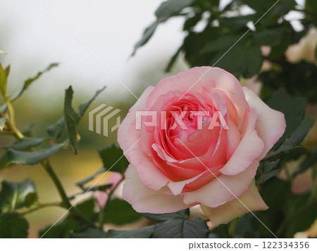 Rose Pierre de Ronzar 122334356