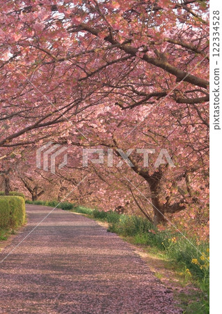 Walk the cherry tunnel Walk the cherry tunnel 122334528