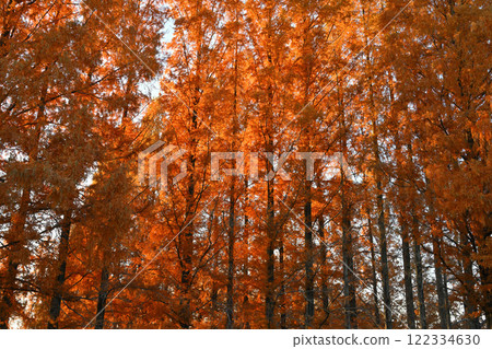 體育公園內種有水杉樹，秋葉在陽光下閃閃發光 122334630