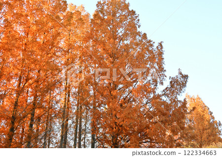 Metasequoia trees lined with autumn leaves shining in the sunlight at Sports Park 122334663