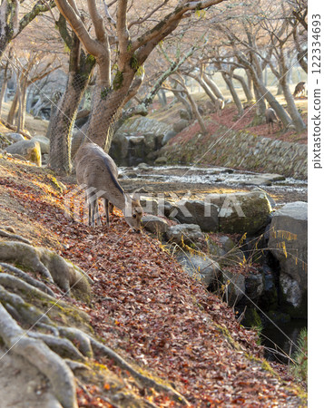 A deer grazing along the Yoshiki River in Nara Park 122334693