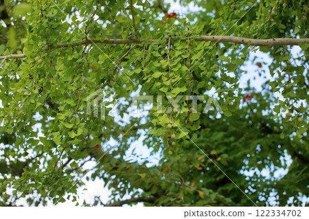 銀杏葉銀杏 122334702