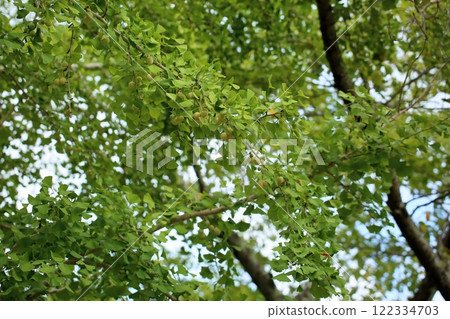 銀杏葉銀杏 122334703