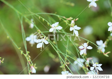 Gaura flower, Swan grass Gaura flower, Swan grass 122334710