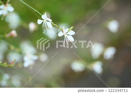 Gaura flower, Swan grass Gaura flower, Swan grass 122334711