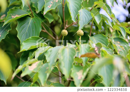 Cute mountain ash fruit Cute mountain ash fruit 122334838