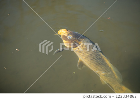 A koi fish swimming in a murky pond 122334862