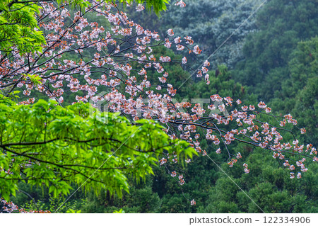 Spring in the Yakushima Offshore Alps (January) - Mountainside lit up with fresh green leaves and wild cherry blossoms 122334906