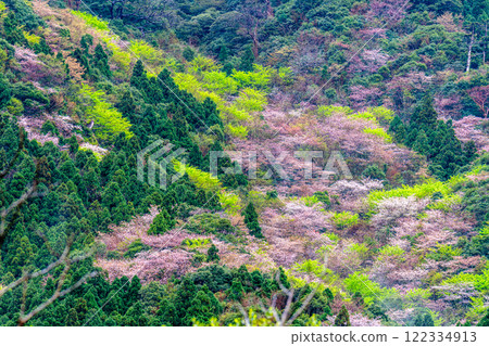 屋久島，近海阿爾卑斯山：神仙居住的山，杉樹群山間新綠盎然，山櫻花盛開 122334913