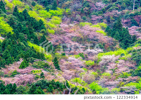 屋久島，近海阿爾卑斯山：神仙居住的山，杉樹群山間新綠盎然，山櫻花盛開 122334914