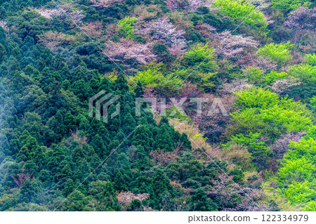 Cedar mountains and fresh green mountain cherry blossoms - Yakushima, the mountain where gods reside, in the Offshore Alps Cedar mountains and fresh green mountain cherry blossoms - Yakushima, the mountain where gods reside, in the Offshore Alps 122334979