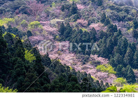 Spring in the Yakushima Offshore Alps (March) - Cedar mountains lit up by fresh green leaves and mountain cherry blossoms 122334981