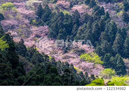 Spring in the Yakushima Offshore Alps (March) - Cedar mountains lit up by fresh green leaves and mountain cherry blossoms 122334982