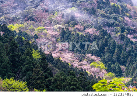 屋久島近海阿爾卑斯山的春天（三月）杉山在新綠葉和野櫻花的襯托下格外引人注目 122334983
