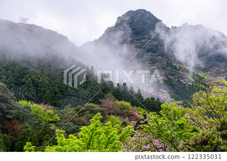 Cedar mountains and fresh green mountain cherry blossoms - Yakushima, the mountain where gods reside, in the Offshore Alps Cedar mountains and fresh green mountain cherry blossoms - Yakushima, the mountain where gods reside, in the Offshore Alps 122335031