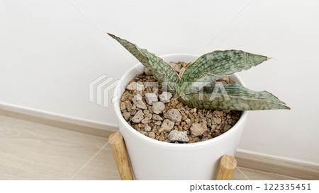 Sansevieria silver blue in white flower pot at bedroom Sansevieria silver blue in white flower pot at bedroom 122335451