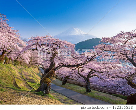 Fuji and cherry blossoms 122335538