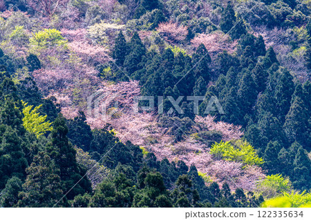 Fresh greenery and mountain cherry blossoms: Yakushima, the mountain where the gods reside, in the Offshore Alps Fresh greenery and mountain cherry blossoms: Yakushima, the mountain where the gods reside, in the Offshore Alps 122335634