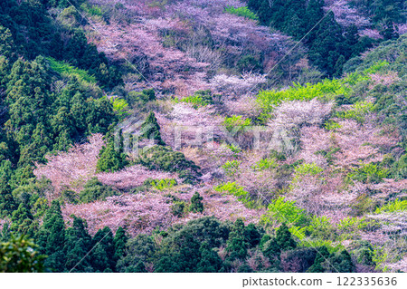 新綠與山櫻：近海阿爾卑斯山的神明居住之山屋久島 122335636