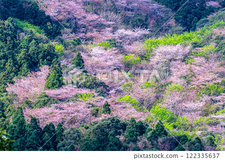 Spring in the Yakushima Offshore Alps (March) New green leaves and mountain cherry blossoms stand out against the cedar forest 122335637