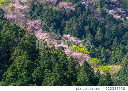 新綠與山櫻:近海阿爾卑斯山的神明居住之山屋久島 新綠與山櫻:近海阿爾卑斯山的神明居住之山屋久島 122335638